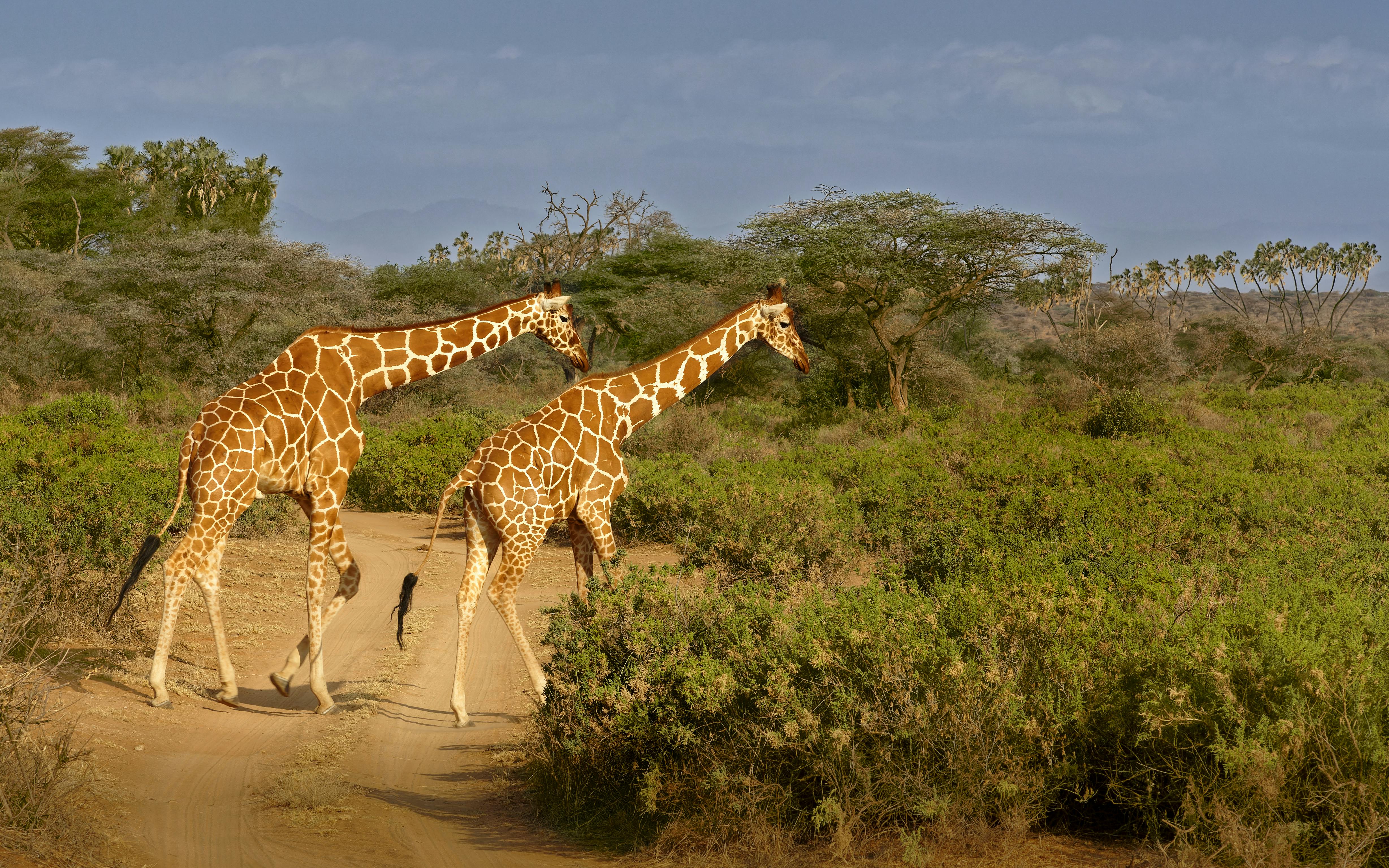 Walking Safari