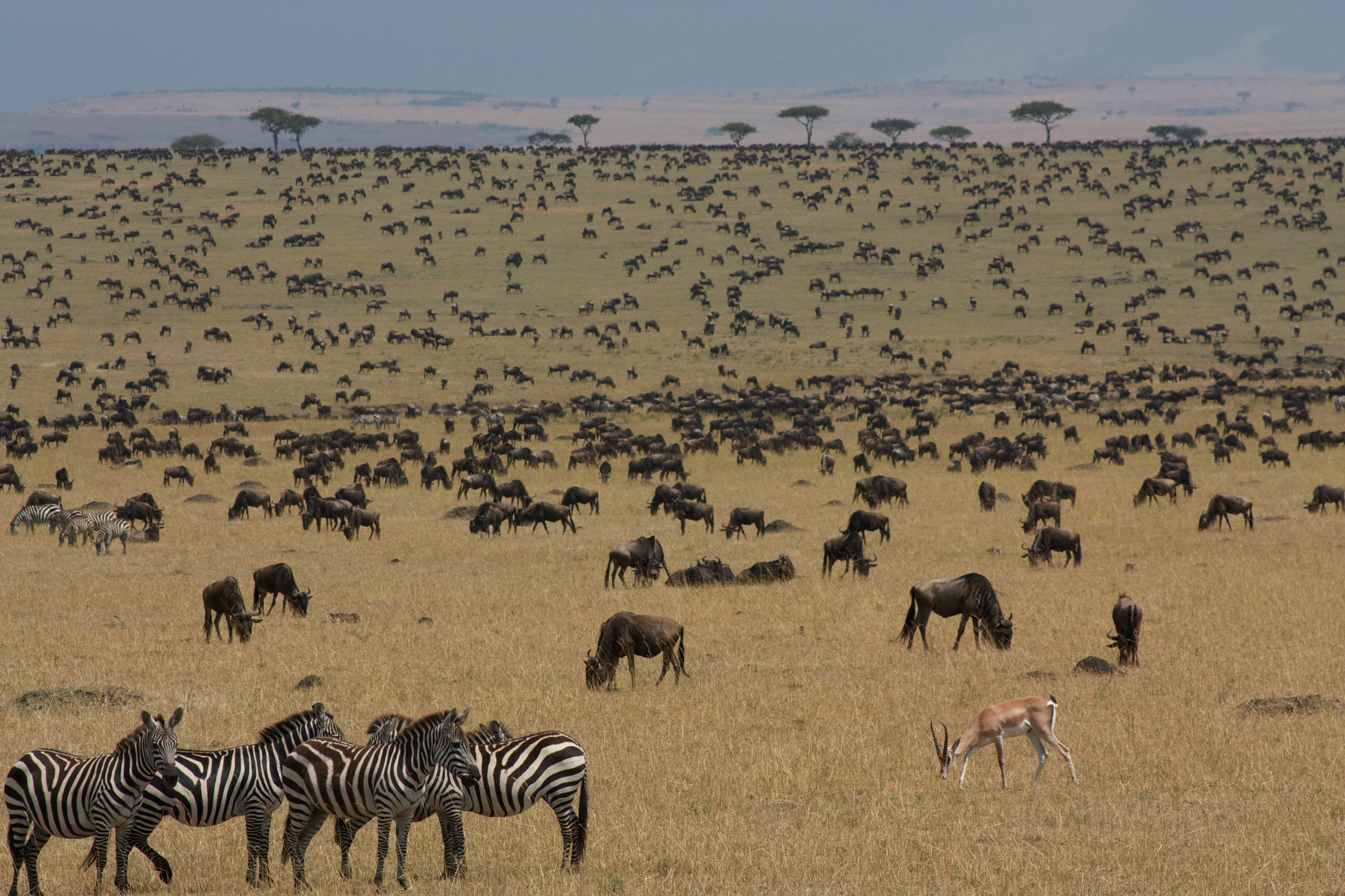 Tsavo Safari